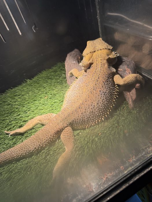 Продам ящерицу бородатая агама