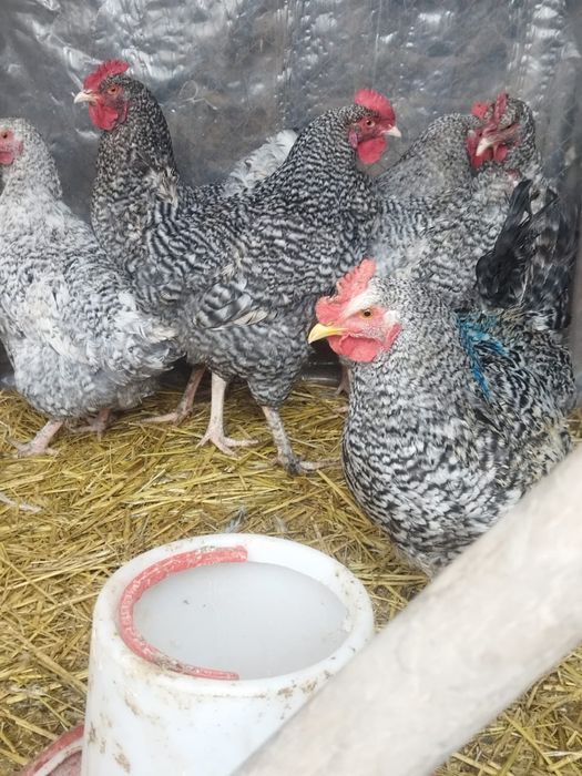 Продам куры домашние