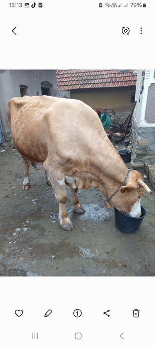 Vând vaca și vitea