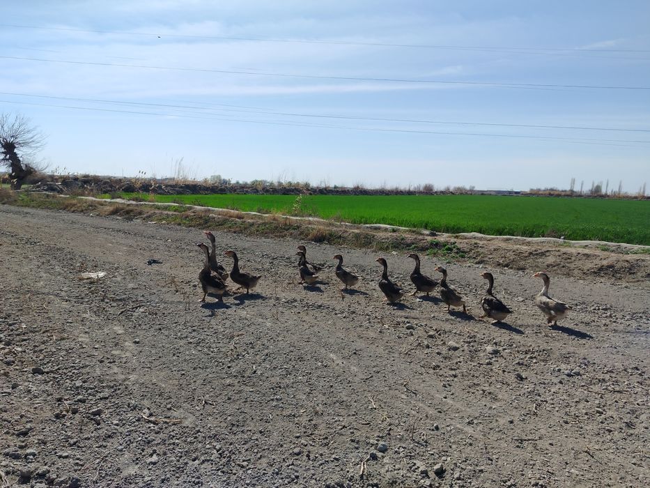 G'ozlar sotildi. Soglom