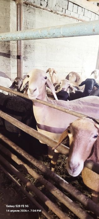 Arashan sovluq ona bala sotilad