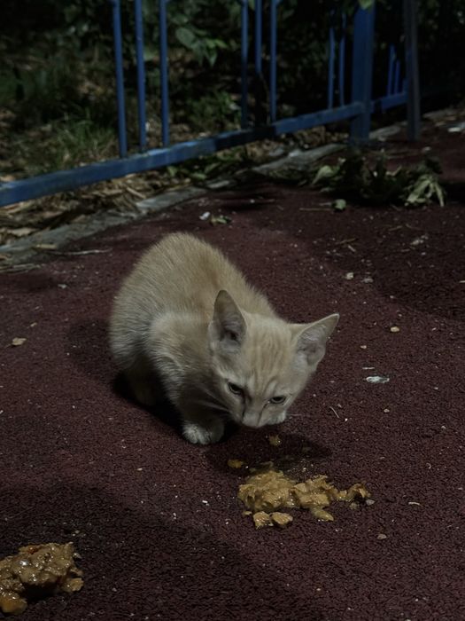 Котята ищут дом.