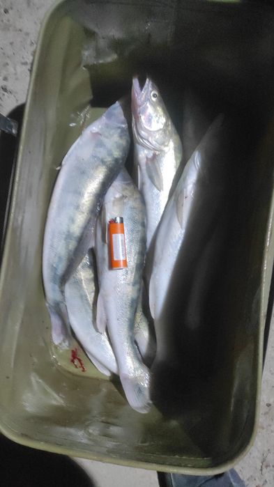 Судак сатылады свежый