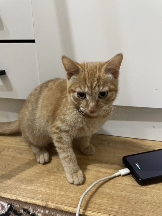 Отдам в добрые руки котенка