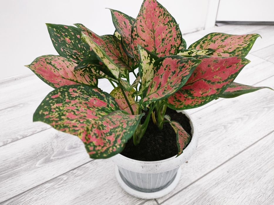 Растения // Есть доставка