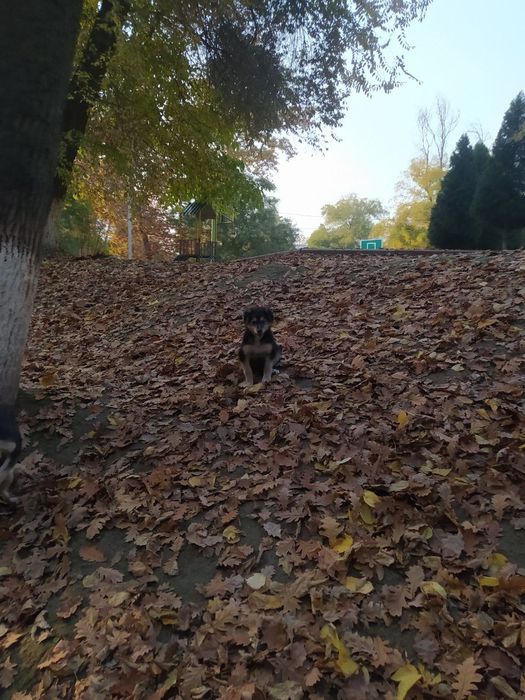 Щенята Отдам в хорошие руки