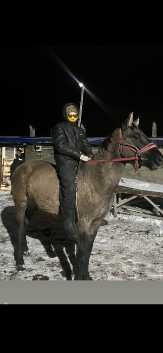 Айғыр сатылады ірі бойшаң