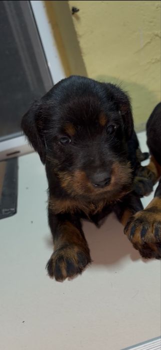 Mascul jagd terrier JagdTerrier