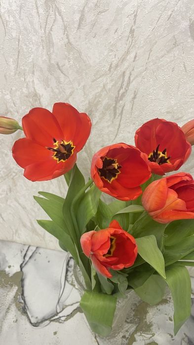 Тюльпаны ! 8 марта !