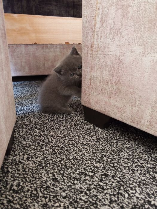 Продаются котята