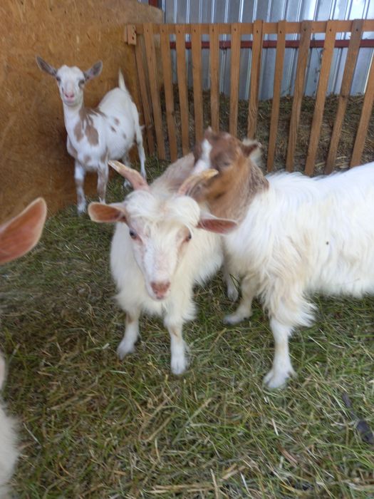 Se vând doi iezi la alegere!