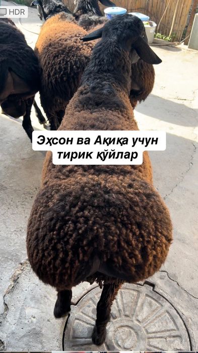 Эҳсон, Ақиқа, қурбонлик хизматлари