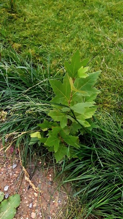 Саженцы клёна чинара(Платан)