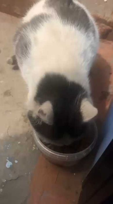 Коту нужен дом! Срочно!