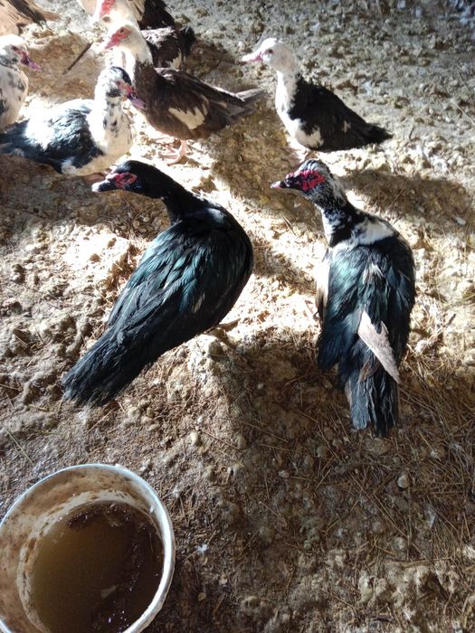 Продам индоутаков .