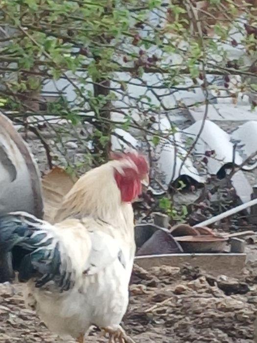 Продаются петухи куры