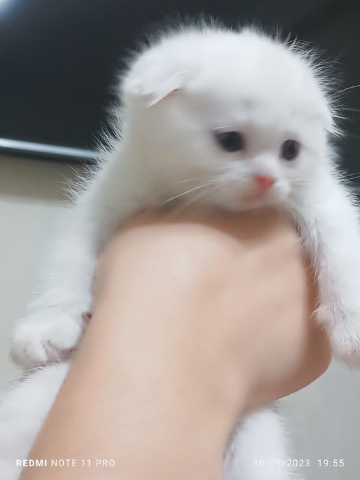 Bu eng yaxshi portlash