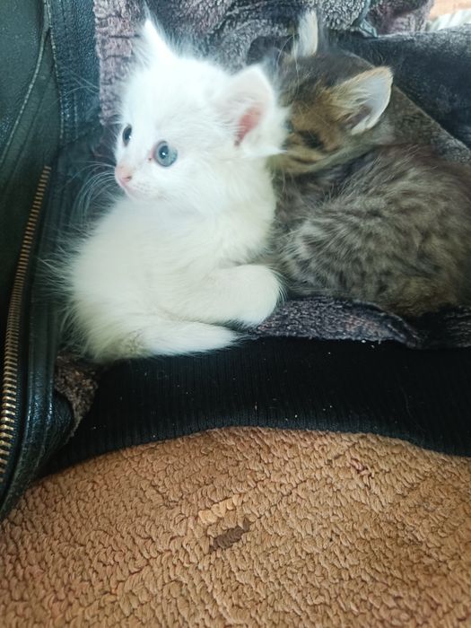 Пристроим котят в добрые руки!