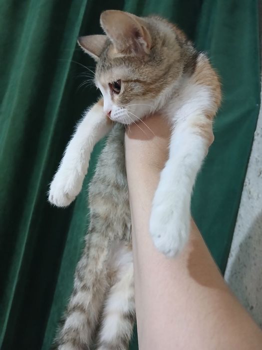 Кошечка девочка 3-4месяца