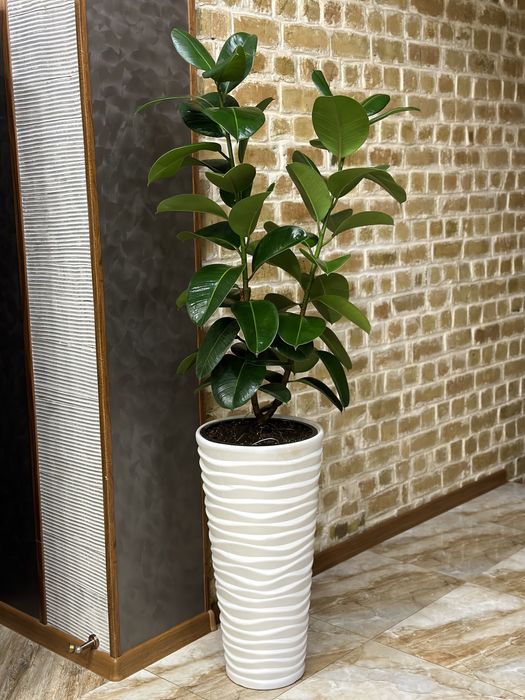 Живые и искусственные растения для дома и офиса от