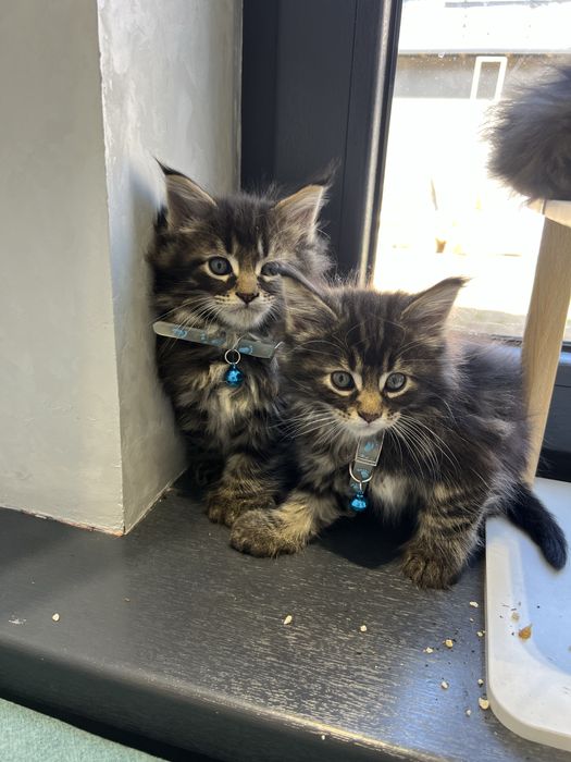 мейн кун sotiladi