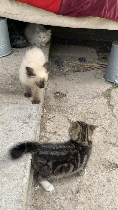 котенок красивые