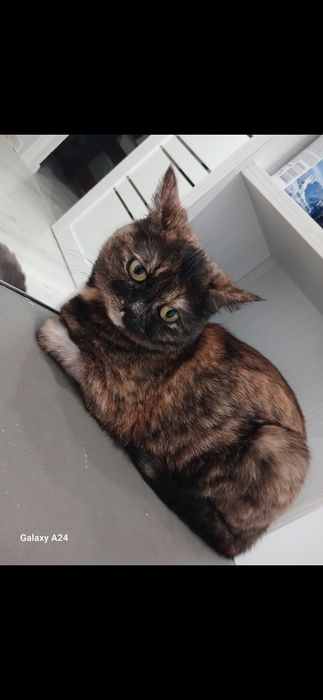Отдаю кошку в хорошие руки!!!