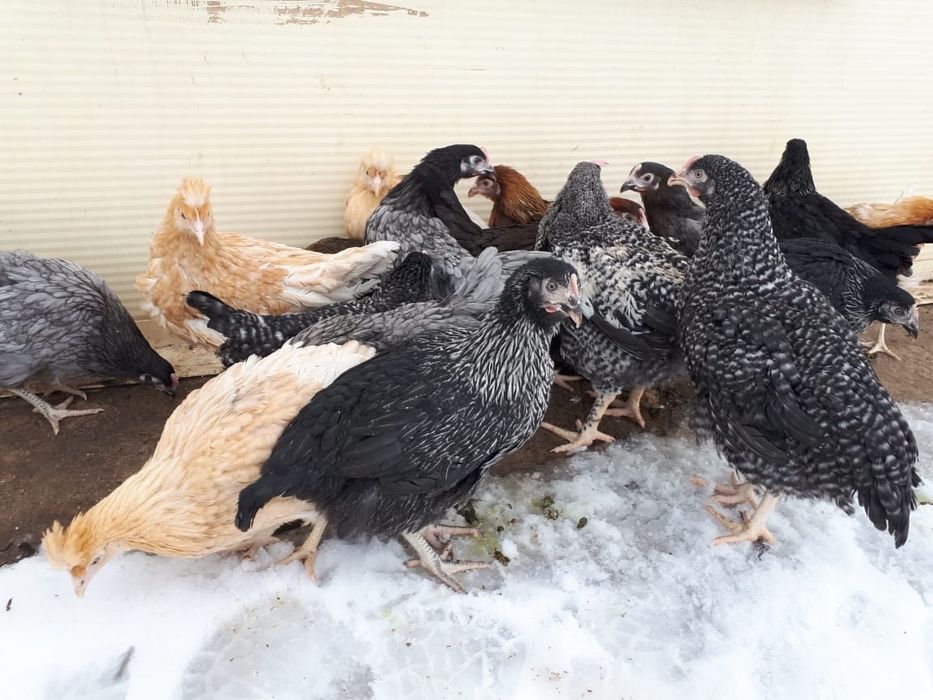 Тауықтар сатылады 4000 тг