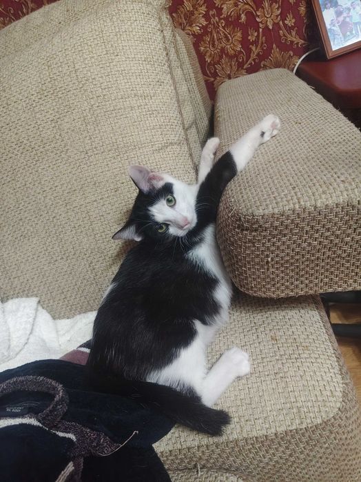 Отдам котят, бесплатно