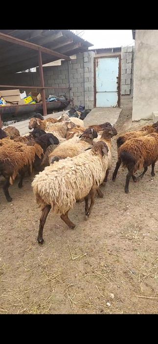 Кой, кошкар.  Буаз