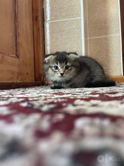 Продаются котята