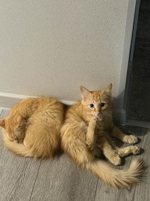 Отдам в хорошие руки котят