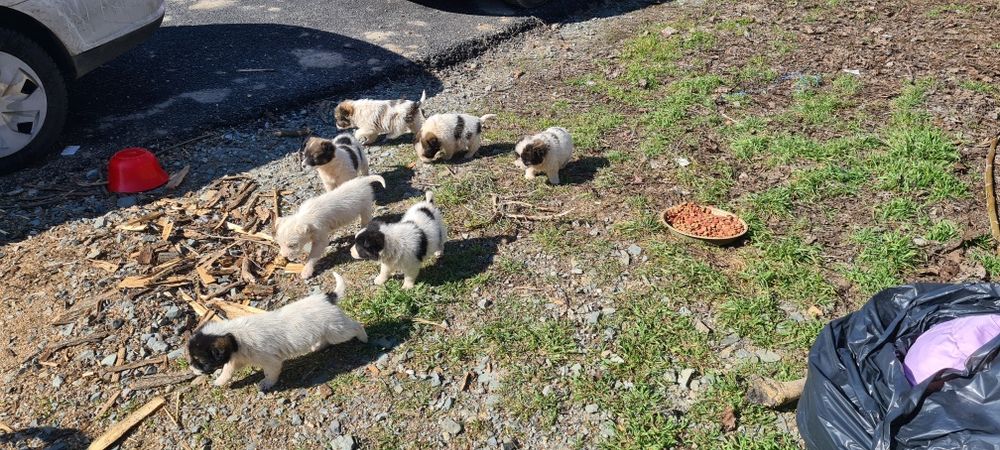 Catelusi pui de donat