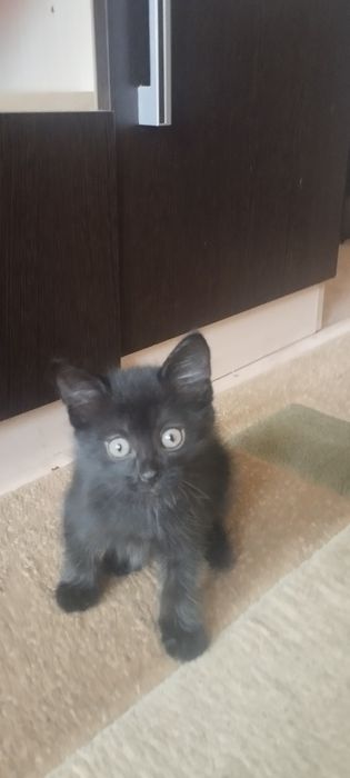 Отдам в добрые руки котят