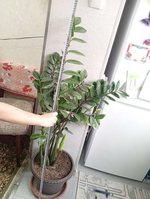 Растение Замиакулькас