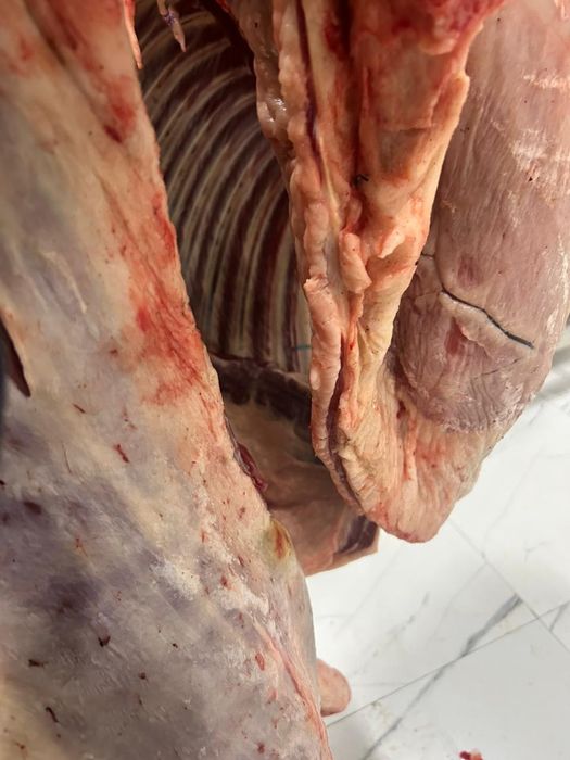 Қасапшы қой,сиыр,жылқы