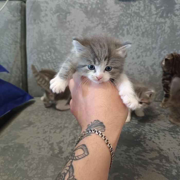 Отдам котят в добрые руки