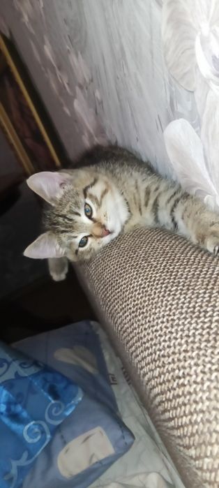 Отдам в добрые руки