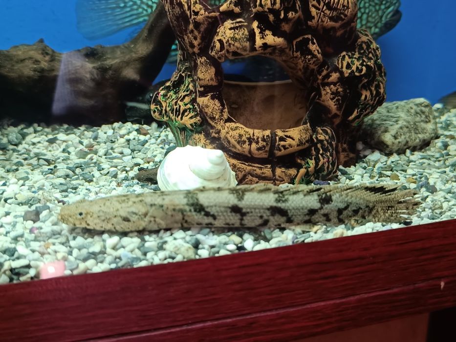 Продаю аквариум 200л