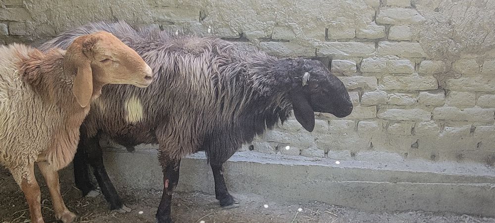 Зоттор куйлар сотилади.келиштириб бераман