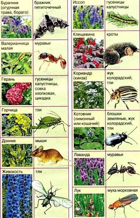Обработка деревьев, растение Дезинфекция-Фумигация от вредителей и тля