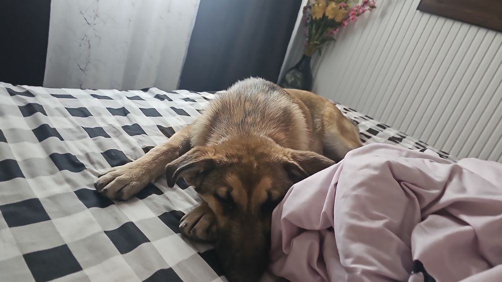 Потерялся щенок девочка