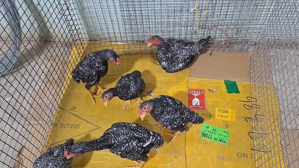 Кошамо кукушка хурозлари