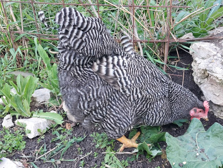 Familie Playmouth Rock Barat