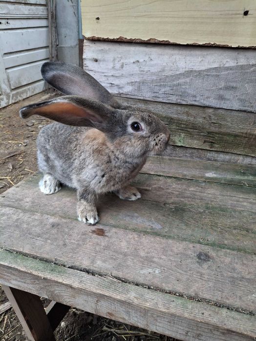 Продавам эайци от добри родители