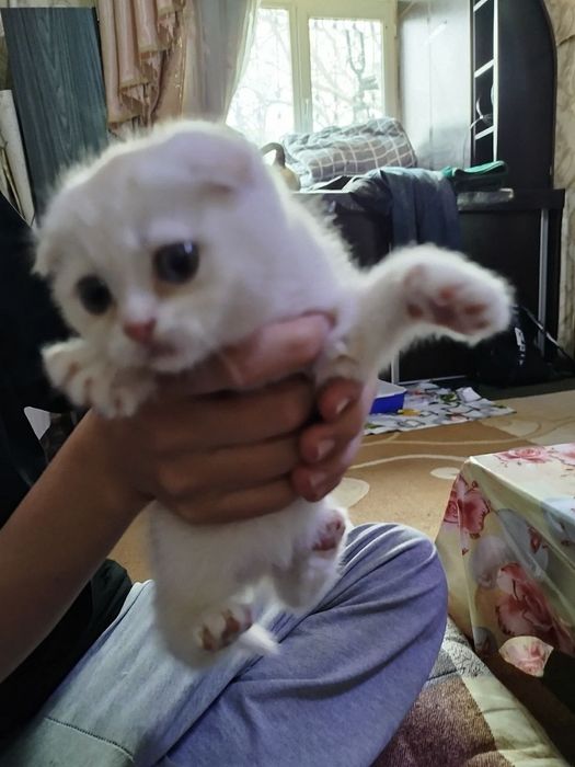 Mushuk sotiladi Scottish fold