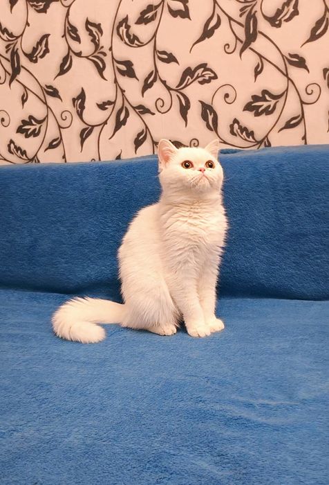 Экзотическая короткошерстная девочка