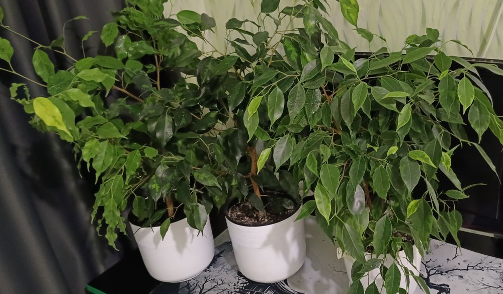 Фикусы 2 годика пушистые