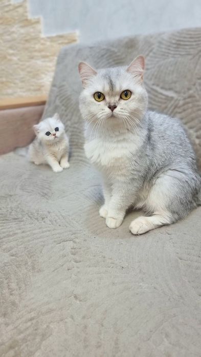 Серебристая шиншила мальчик.