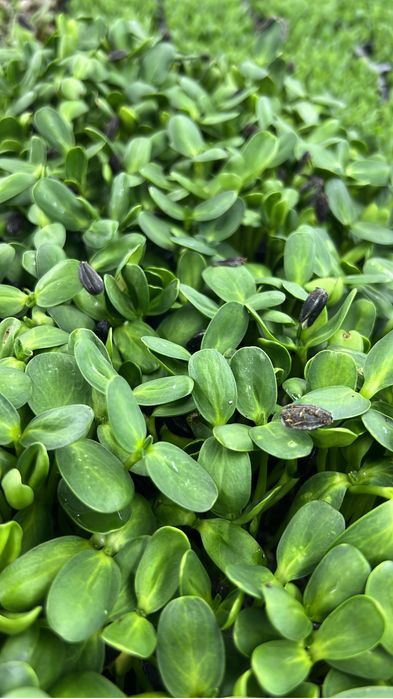 Microplante En Gross